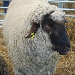 ovine capri