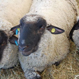 ovine export
