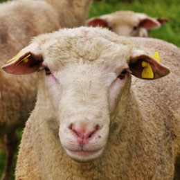 ovine export ta