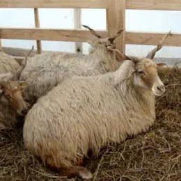 ovine ratca