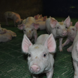 porci mici