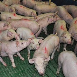 porci multi