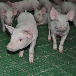 porci rozalii