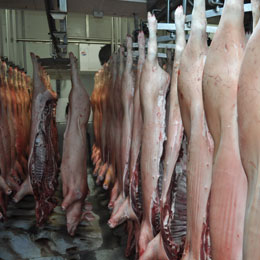 porci transati