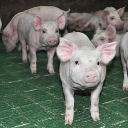 porci vii