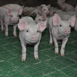 porci vii 1