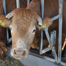romania bovine