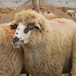 romania ovine
