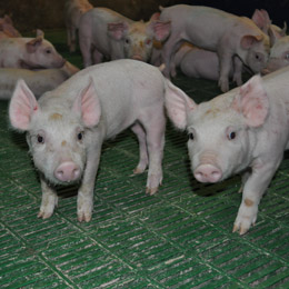 sacrificare porci