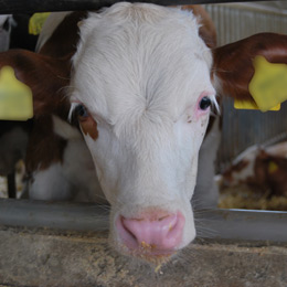 sacrificari bovine