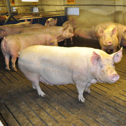 sprijin porc