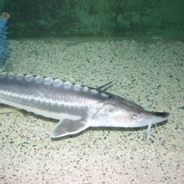 sturioni