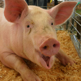 subventii porcine