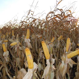 tva agricol