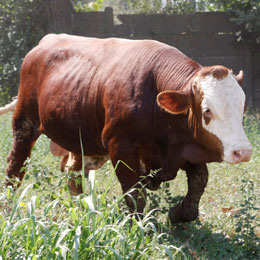 vaca c