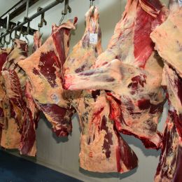 bovine august
