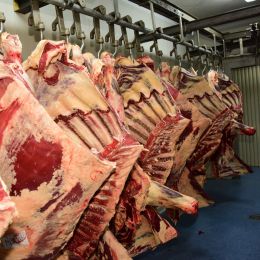 bovine ins
