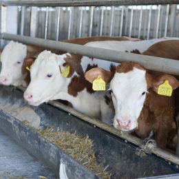 clusterul agricultura