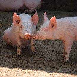 efective porcine