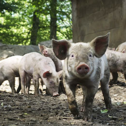 ferm porcine