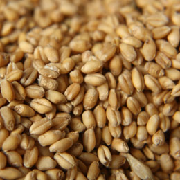 india taxa