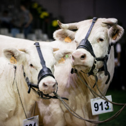 space charolais