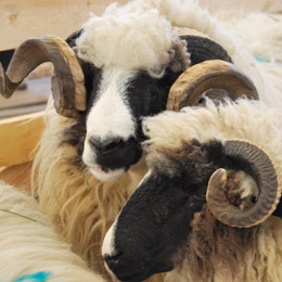 abator-ovine1