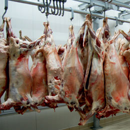 abator-ovine11