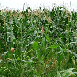 agricultura2