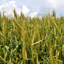 agriculturi
