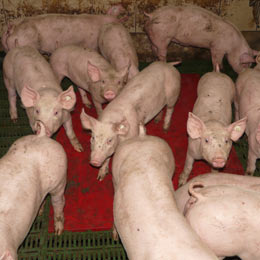 ansvsa-pesta-porcina1