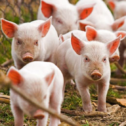 apia porci1
