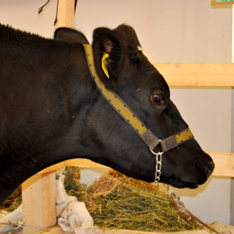 bovina