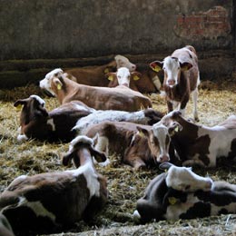 bovine-rusia1