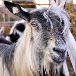 capra
