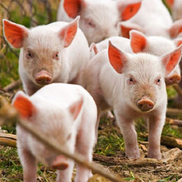 carne-porci1