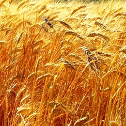 cereale