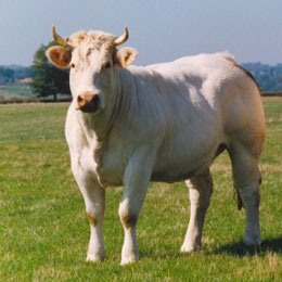congres-vaca