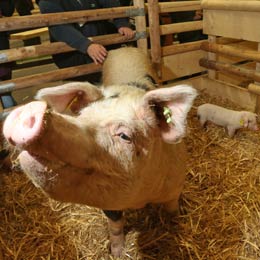 costuri-porci11