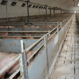 crescator-porci1