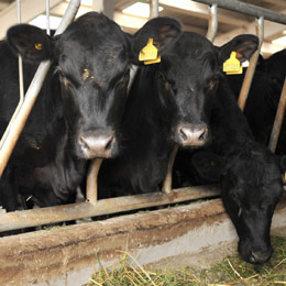 crestere-bovine1
