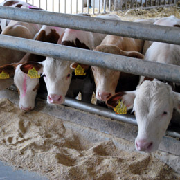 exportbovine