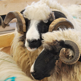 febra-ovine1