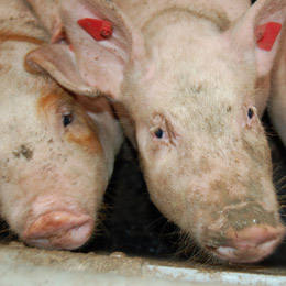 fermieri-porci1