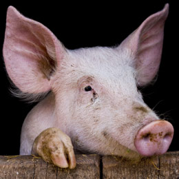 focare-pig1