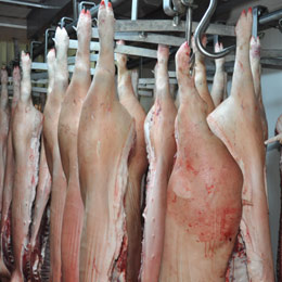 ins-porci1