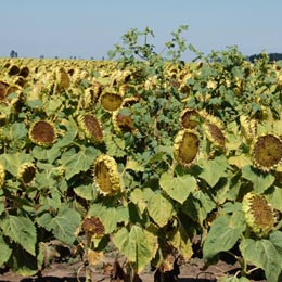 interagro1