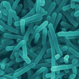 listeria
