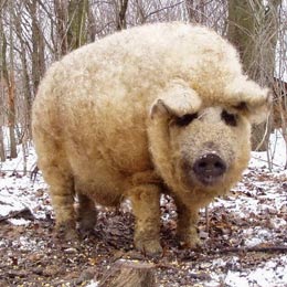 mangalitsa1