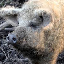 mangalitza1